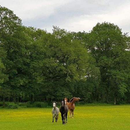 Haras Du Vignault Le Bucher Salbris Eksteriør bilde